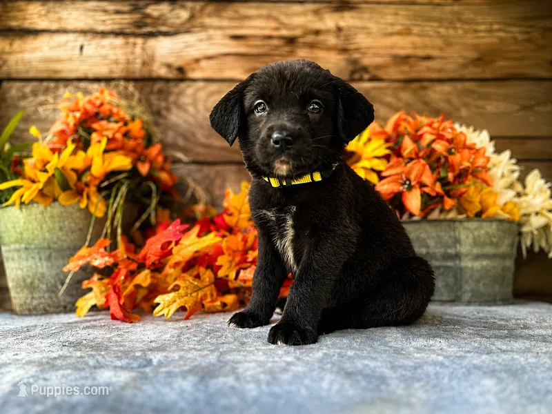 Aussiedor Girl Yellow – Australian Shepherd, Labrador Retriever puppy for sale in Stephens City, VA