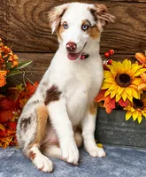 Fresca, a female Miniature American Shepherd for sale in Stephens City, VA – 2 of 8