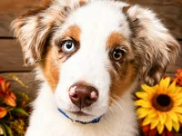 Dew, a male Miniature American Shepherd for sale in Stephens City, VA – 5 of 8
