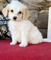 GXO Pink Girl , a female Miniature Aussiedoodle for sale in Stephens City, VA – Photo 4 of 4