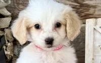 GXO Pink Girl , a female Miniature Aussiedoodle for sale in Stephens City, VA – Photo 1 of 4