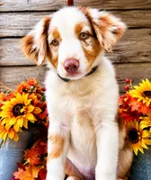 Crush, a male Miniature American Shepherd for sale in Stephens City, VA – 2 of 5