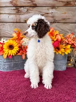 Roland blue , a male Poodle - Miniature  for sale in Stephens City, VA – 4 of 4