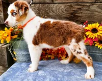 Sunkist, a female Miniature American Shepherd for sale in Stephens City, VA – 4 of 5