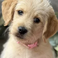 Pinky Pie, a female Miniature Labradoodle for sale in Stephens City, VA – Photo 1 of 8