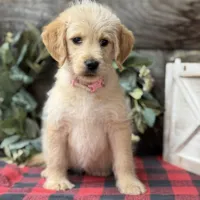 Pinky Pie, a female Miniature Labradoodle for sale in Stephens City, VA – Photo 3 of 8