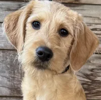Pinky Pie, a female Miniature Labradoodle for sale in Stephens City, VA – Photo 2 of 8