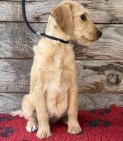 Pinky Pie, a female Miniature Labradoodle for sale in Stephens City, VA – Photo 6 of 8
