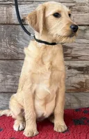 Pinky Pie, a female Miniature Labradoodle for sale in Stephens City, VA – Photo 5 of 8