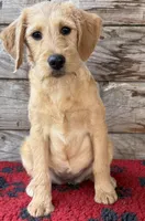 Pinky Pie, a female Miniature Labradoodle for sale in Stephens City, VA – Photo 8 of 8