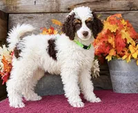 Buster Brown Green , a male Poodle - Miniature  for sale in Stephens City, VA – 2 of 4
