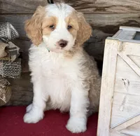 GXO Blue Boy , a male Miniature Aussiedoodle for sale in Stephens City, VA – Photo 2 of 6