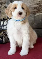GXO Blue Boy , a male Miniature Aussiedoodle for sale in Stephens City, VA – Photo 4 of 6