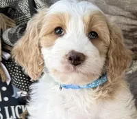 GXO Blue Boy , a male Miniature Aussiedoodle for sale in Stephens City, VA – Photo 1 of 6