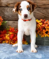 Sunkist, a female Miniature American Shepherd for sale in Stephens City, VA – 5 of 5