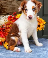 Sunkist, a female Miniature American Shepherd for sale in Stephens City, VA – 3 of 5