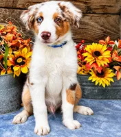 Dew, a male Miniature American Shepherd for sale in Stephens City, VA – 7 of 8