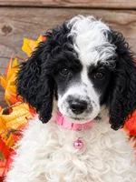Abby Pink , a female Poodle - Miniature  for sale in Stephens City, VA – 3 of 5