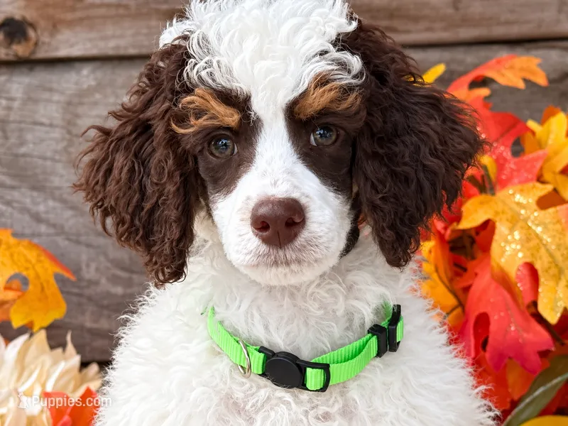Buster Brown Green  – Poodle - Miniature  puppy for sale in Stephens City, VA