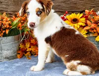 Sunkist, a female Miniature American Shepherd for sale in Stephens City, VA – 2 of 5