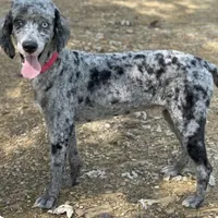 MXF Green Girl, a female Miniature Aussiedoodle for sale in Stephens City, VA – Photo 3 of 7