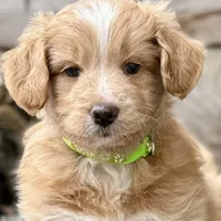 MXF Green Girl, a female Miniature Aussiedoodle for sale in Stephens City, VA – Photo 1 of 7