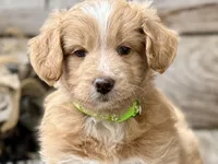 MXF Green Girl, a female Miniature Aussiedoodle for sale in Stephens City, VA – Photo 1 of 7