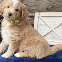 MXF Green Girl, a female Miniature Aussiedoodle for sale in Stephens City, VA – Photo 7 of 7