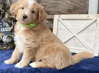 MXF Green Girl, a female Miniature Aussiedoodle for sale in Stephens City, VA – Photo 7 of 7