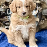 MXF Green Girl, a female Miniature Aussiedoodle for sale in Stephens City, VA – Photo 2 of 7