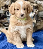 MXF Green Girl, a female Miniature Aussiedoodle for sale in Stephens City, VA – Photo 2 of 7