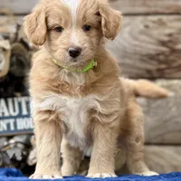 MXF Green Girl, a female Miniature Aussiedoodle for sale in Stephens City, VA – Photo 4 of 7