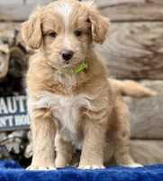 MXF Green Girl, a female Miniature Aussiedoodle for sale in Stephens City, VA – Photo 4 of 7