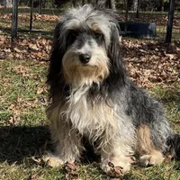 MXF Green Girl, a female Miniature Aussiedoodle for sale in Stephens City, VA – Photo 6 of 7