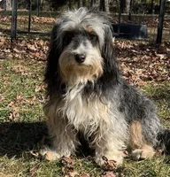 MXF Green Girl, a female Miniature Aussiedoodle for sale in Stephens City, VA – Photo 6 of 7