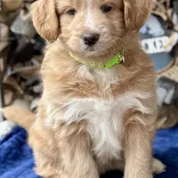 MXF Green Girl, a female Miniature Aussiedoodle for sale in Stephens City, VA – Photo 5 of 7