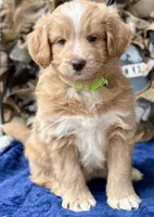 MXF Green Girl, a female Miniature Aussiedoodle for sale in Stephens City, VA – Photo 5 of 7