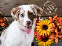 Tab, a female Miniature American Shepherd for sale in Stephens City, VA – 8 of 8