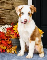 Fresca, a female Miniature American Shepherd for sale in Stephens City, VA – 4 of 8