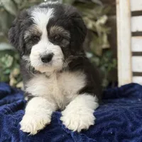 processed/39e1e214-f210-432a-ba0b-9c89aa658771/listing/ff576c16-98cc-407e-8642-c5e0f74c3c77/599ff458-4413-497b-98d4-1dcf6400e51e