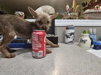 Bonnie, a female French Bulldog and Silky Terrier for sale in Jacksonville, FL – Photo 2 of 5
