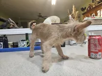 Beatrix, a female French Bulldog and Silky Terrier for sale in Jacksonville, FL – 3 of 5