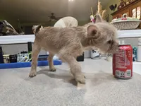 Beatrix, a female French Bulldog and Silky Terrier for sale in Jacksonville, FL – 2 of 5