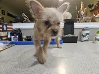 Beatrix, a female French Bulldog and Silky Terrier for sale in Jacksonville, FL – 5 of 5