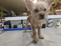 Beatrix, a female French Bulldog and Silky Terrier for sale in Jacksonville, FL – 1 of 5