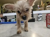 Beatrix, a female French Bulldog and Silky Terrier for sale in Jacksonville, FL – 4 of 5