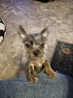 Rufio, a male French Bulldog and Silky Terrier for sale in Jacksonville, FL – Photo 5 of 7