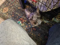 Rufio, a male French Bulldog and Silky Terrier for sale in Jacksonville, FL – Photo 1 of 7