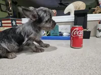 Rufio, a male French Bulldog and Silky Terrier for sale in Jacksonville, FL – Photo 4 of 7