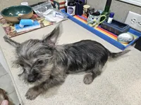 Rufio, a male French Bulldog and Silky Terrier for sale in Jacksonville, FL – Photo 3 of 7